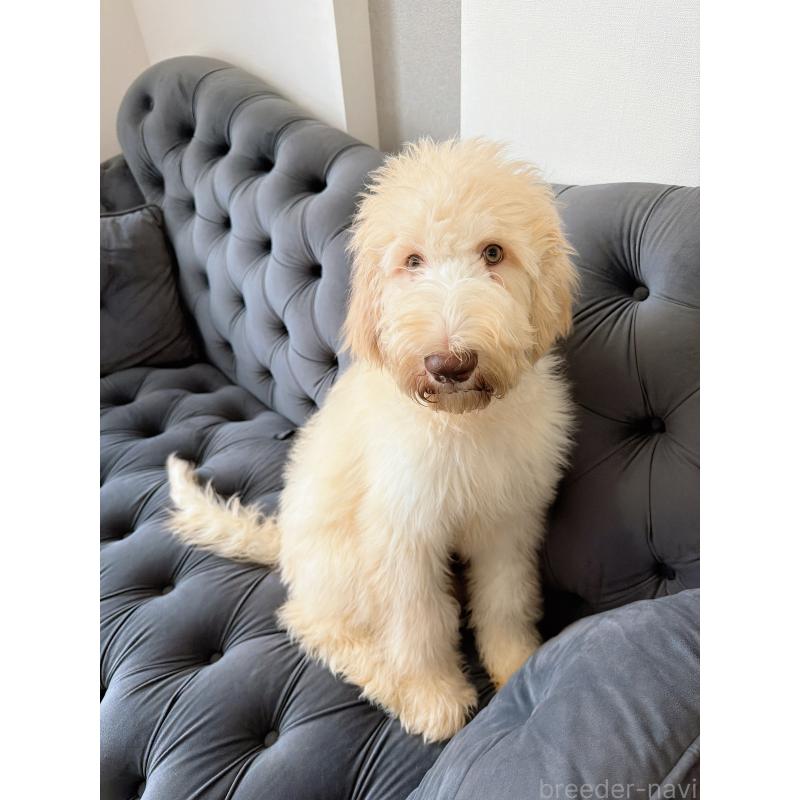 販売中の愛知県のゴールデンドゥードル:ゴールデンレトリーバー×プードル-415821の7枚目