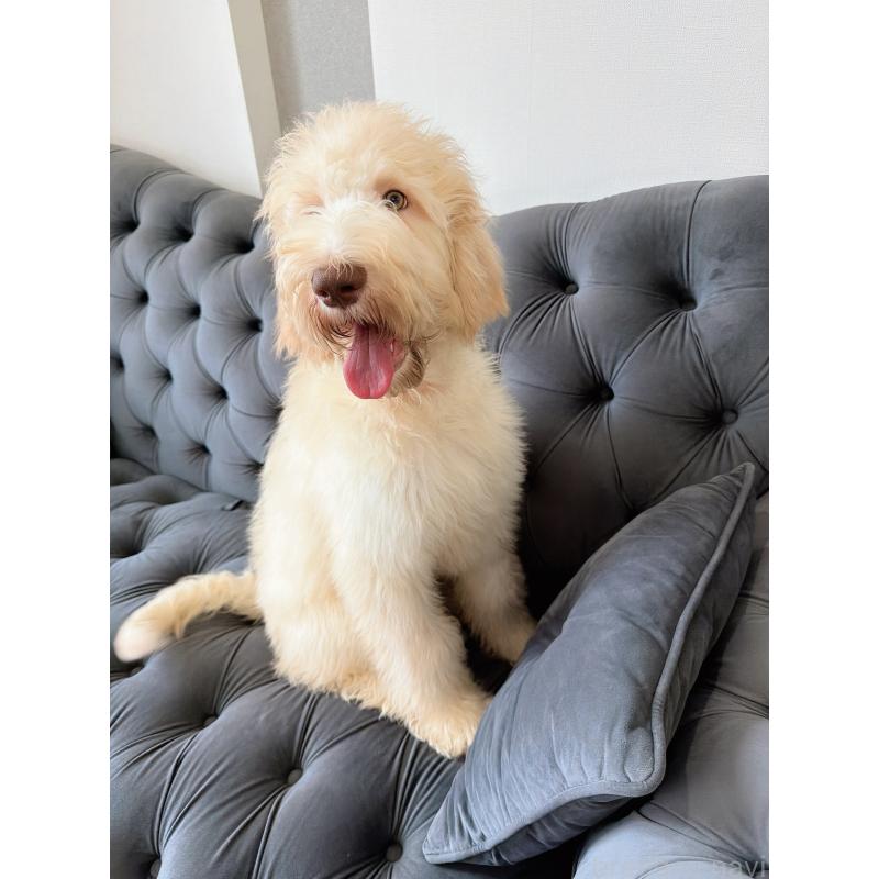 販売中の愛知県のゴールデンドゥードル:ゴールデンレトリーバー×プードル-415821の6枚目