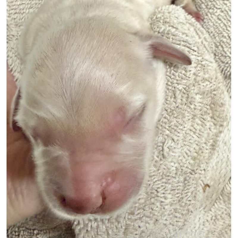 販売中の東京都のゴールデンレトリーバー-424253