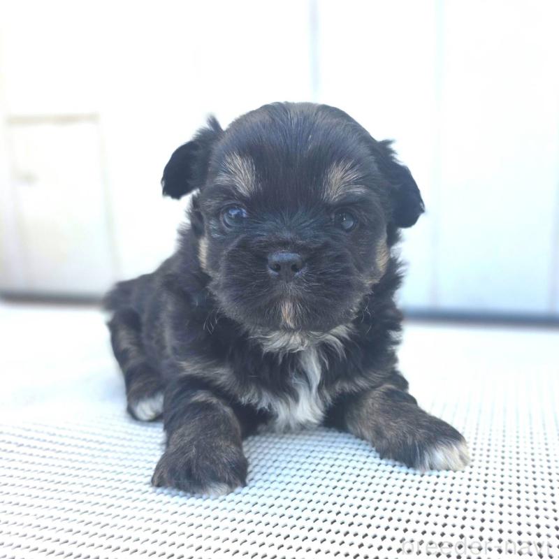 販売中の茨城県のチワズー:チワワ×シーズー-422702