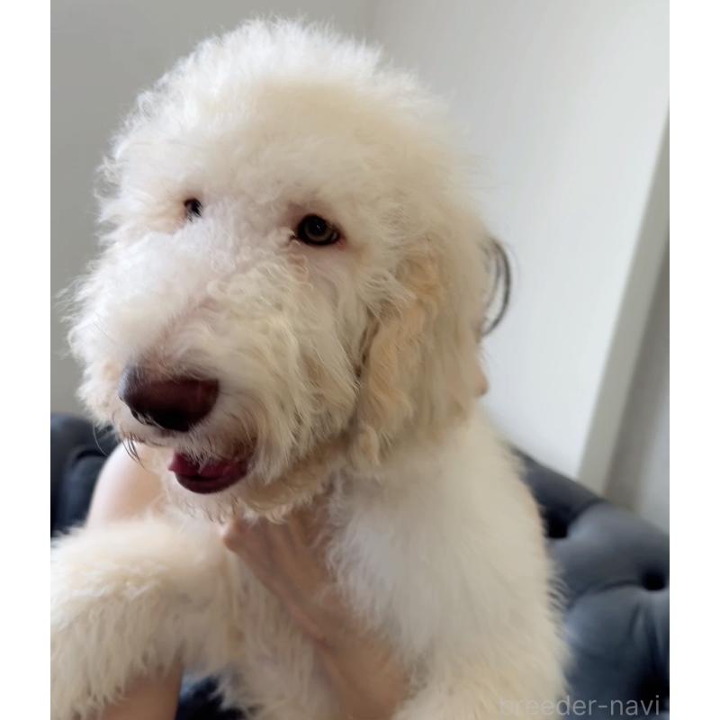 販売中の愛知県のゴールデンドゥードル:ゴールデンレトリーバー×プードル-415824の4枚目