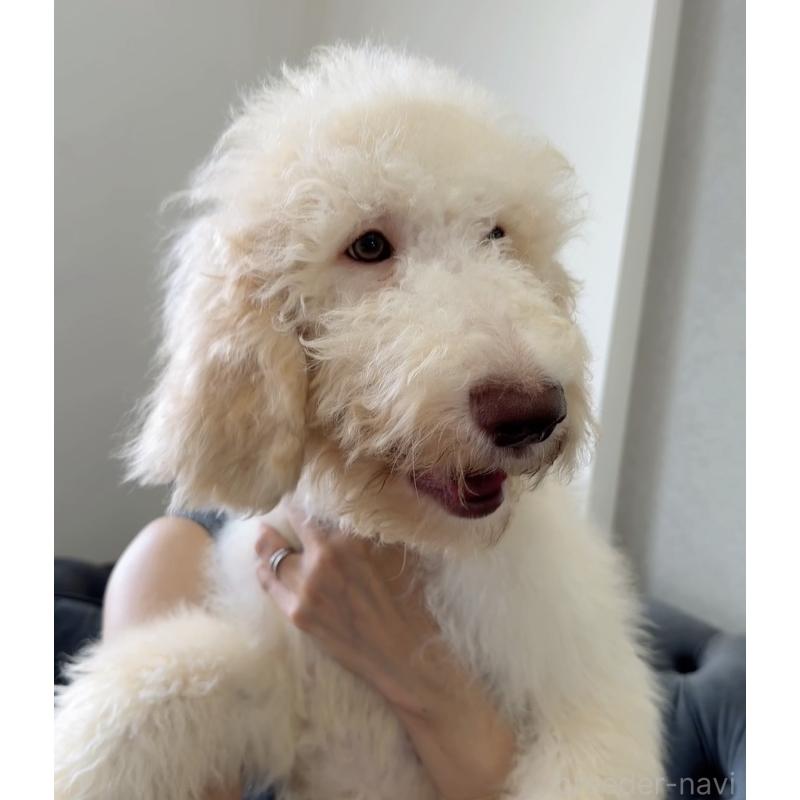 販売中の愛知県のゴールデンドゥードル:ゴールデンレトリーバー×プードル-415824の3枚目