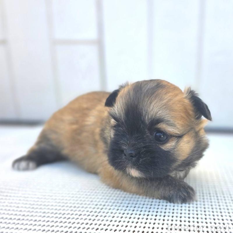 成約済の茨城県のチワズー:チワワ×シーズー-422703の47枚目