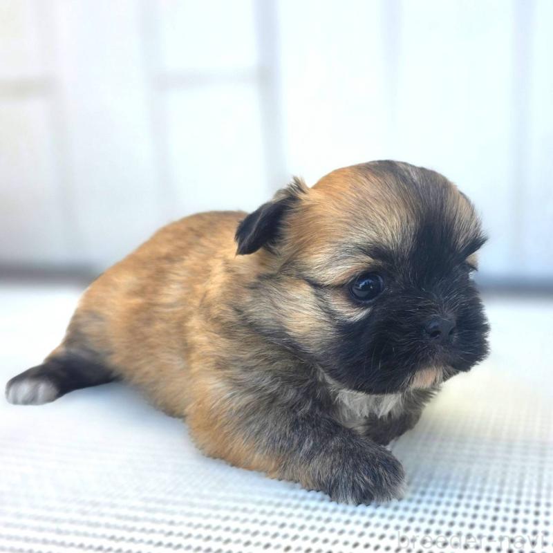 成約済の茨城県のチワズー:チワワ×シーズー-422703の46枚目