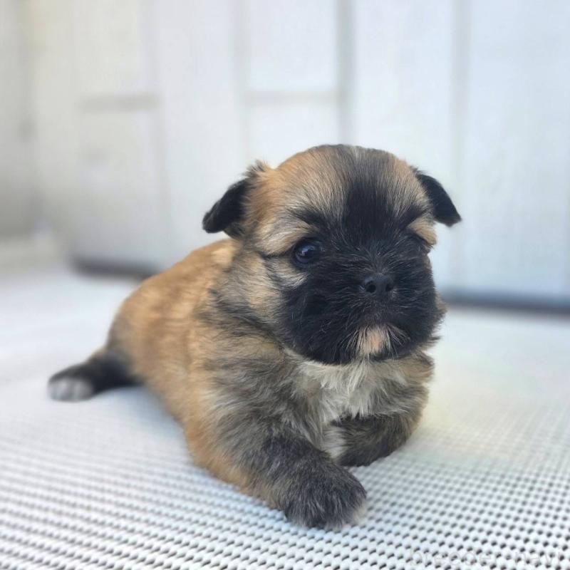 販売中の茨城県のチワズー:チワワ×シーズー-422703