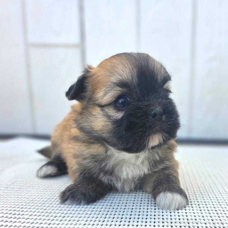 成約済の茨城県のチワズー:チワワ×シーズー-422703の44枚目