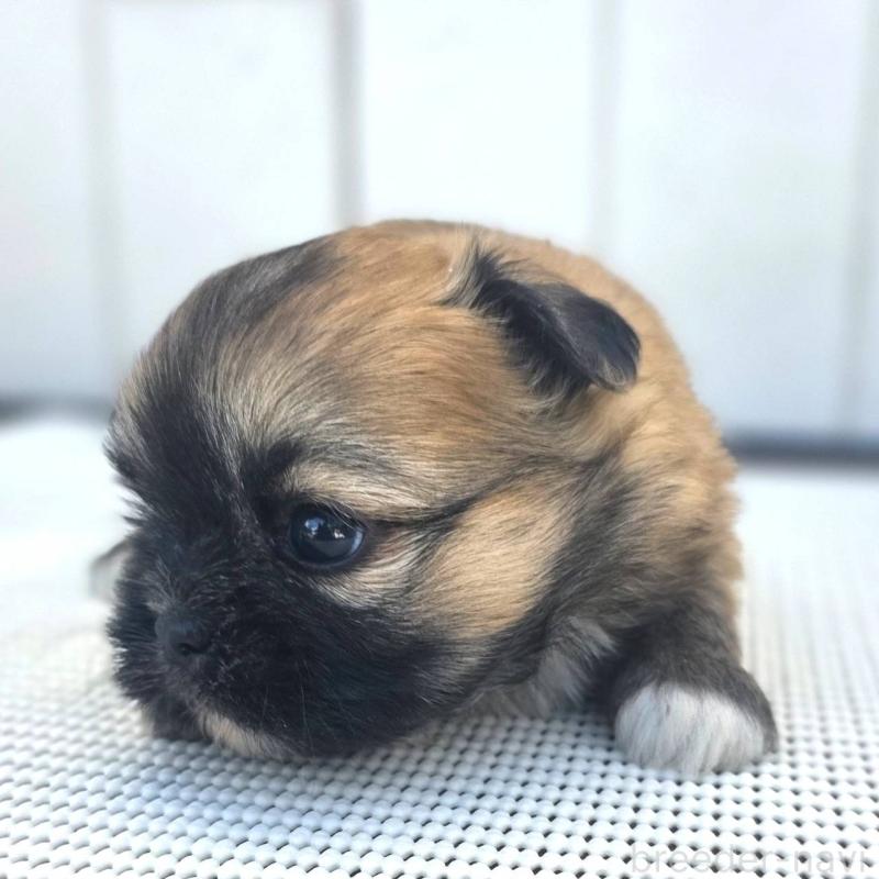 成約済の茨城県のチワズー:チワワ×シーズー-422703の43枚目