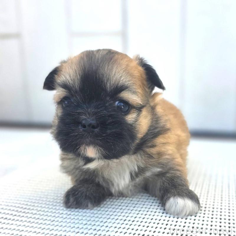 成約済の茨城県のチワズー:チワワ×シーズー-422703の42枚目