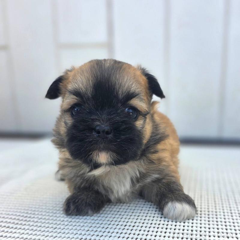 成約済の茨城県のチワズー:チワワ×シーズー-422703の41枚目