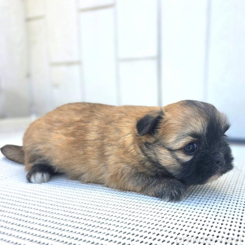 成約済の茨城県のチワズー:チワワ×シーズー-422703の40枚目