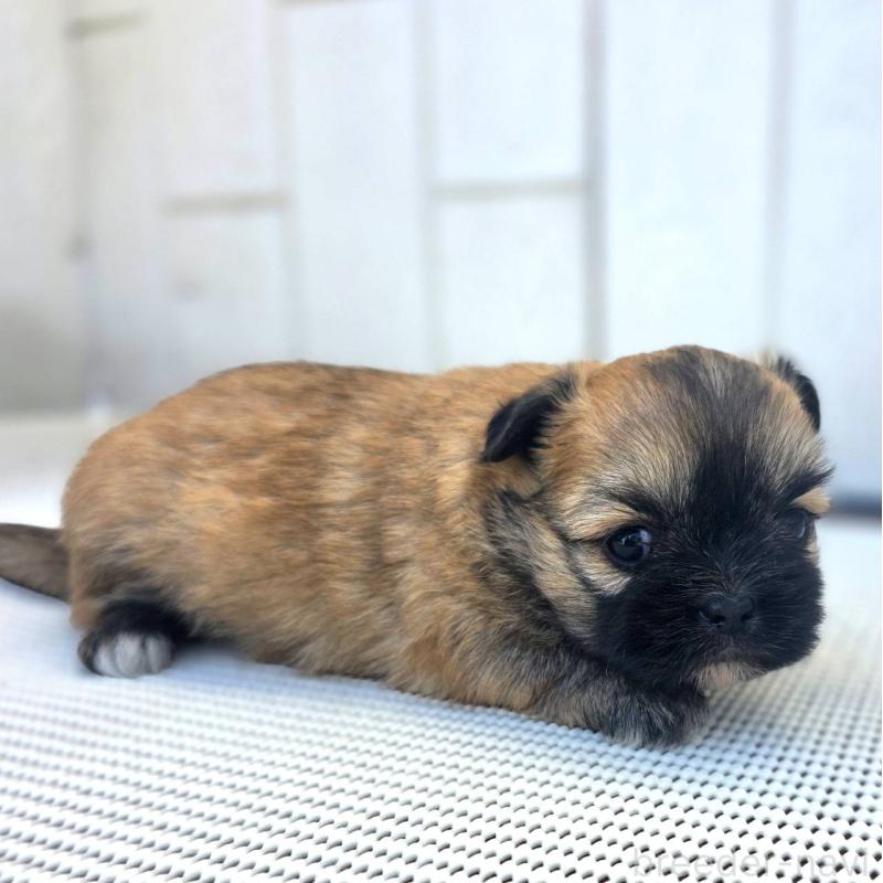 成約済の茨城県のチワズー:チワワ×シーズー-422703の39枚目