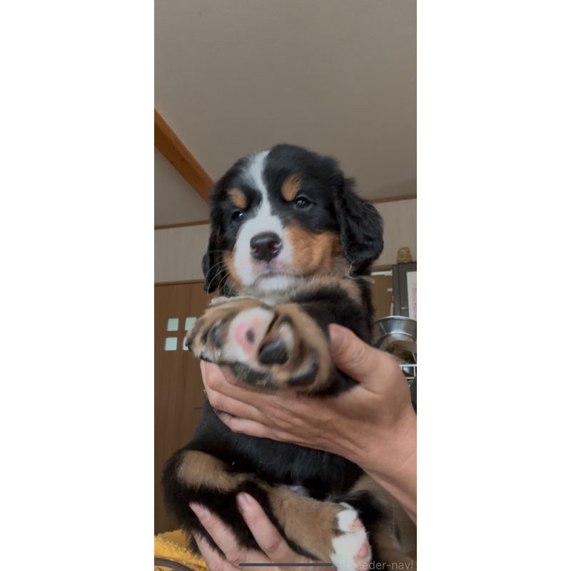 販売中の佐賀県のバーニーズマウンテンドッグ-424256の7枚目