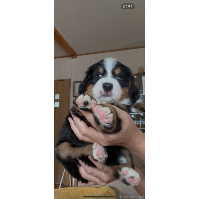 販売中の佐賀県のバーニーズマウンテンドッグ-424256の6枚目
