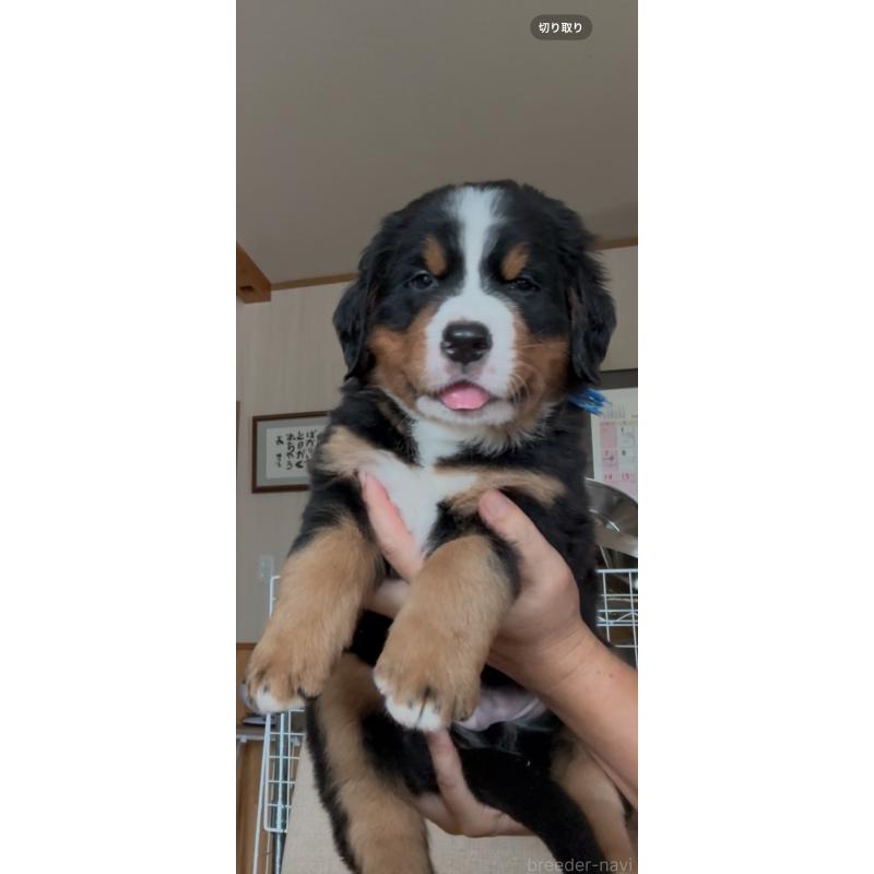 販売中の佐賀県のバーニーズマウンテンドッグ-424256の5枚目