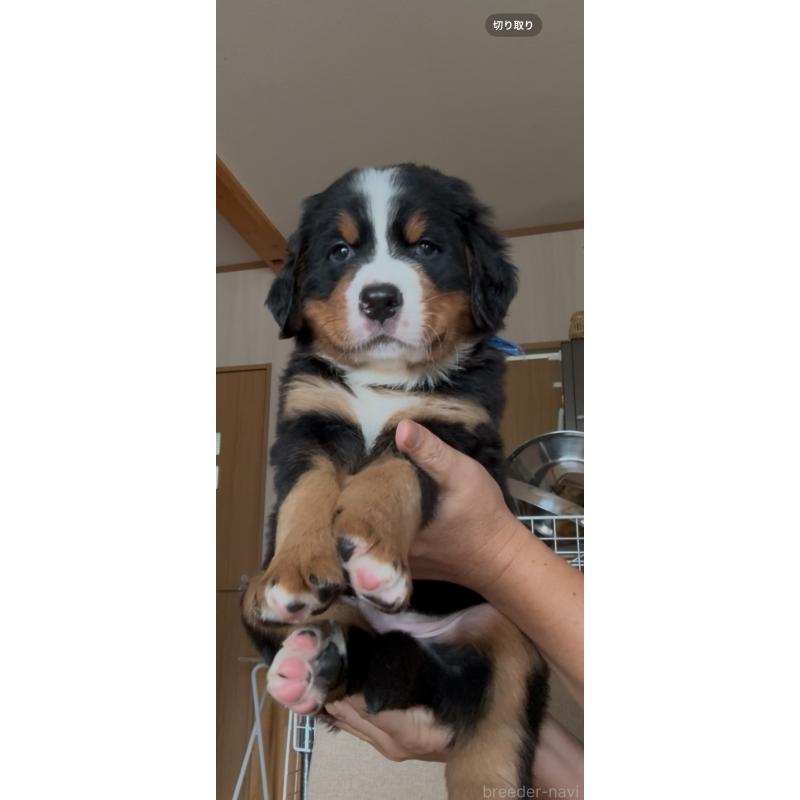 販売中の佐賀県のバーニーズマウンテンドッグ-424256の4枚目