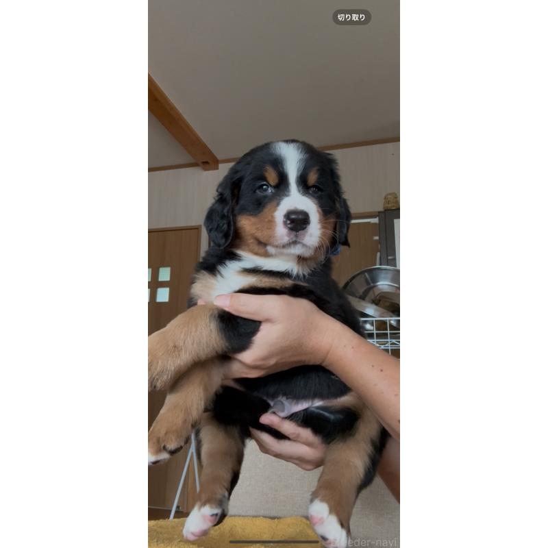 販売中の佐賀県のバーニーズマウンテンドッグ-424256の3枚目