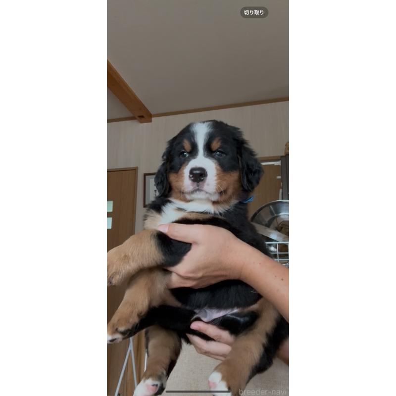 販売中の佐賀県のバーニーズマウンテンドッグ-424256の2枚目