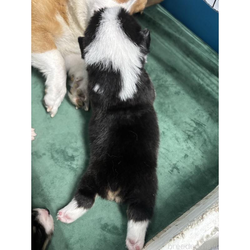 販売中の愛知県のウェルシュコーギーペンブローク-424255の6枚目