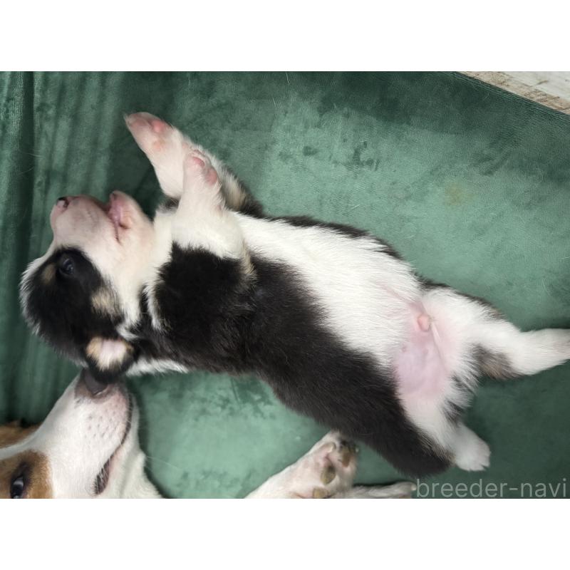 販売中の愛知県のウェルシュコーギーペンブローク-424255の5枚目