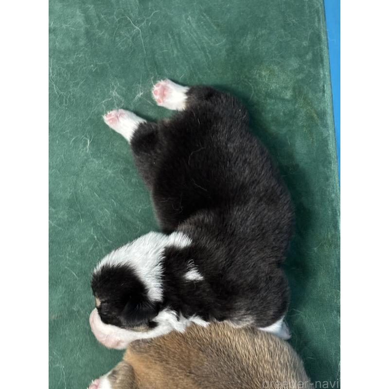 販売中の愛知県のウェルシュコーギーペンブローク-424255の3枚目