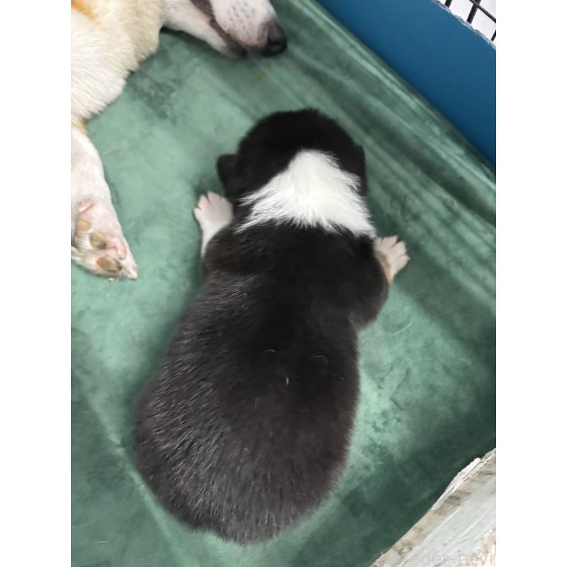 販売中の愛知県のウェルシュコーギーペンブローク-424257の7枚目