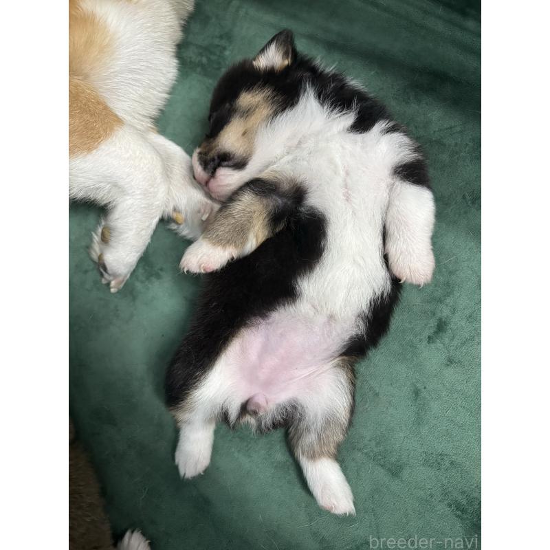 販売中の愛知県のウェルシュコーギーペンブローク-424257の6枚目