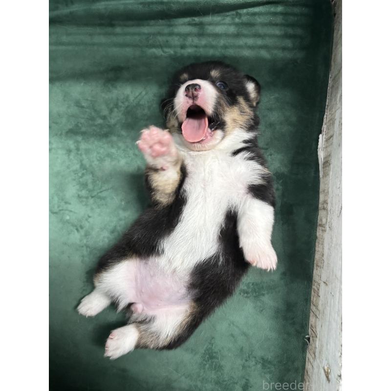 販売中の愛知県のウェルシュコーギーペンブローク-424257の5枚目