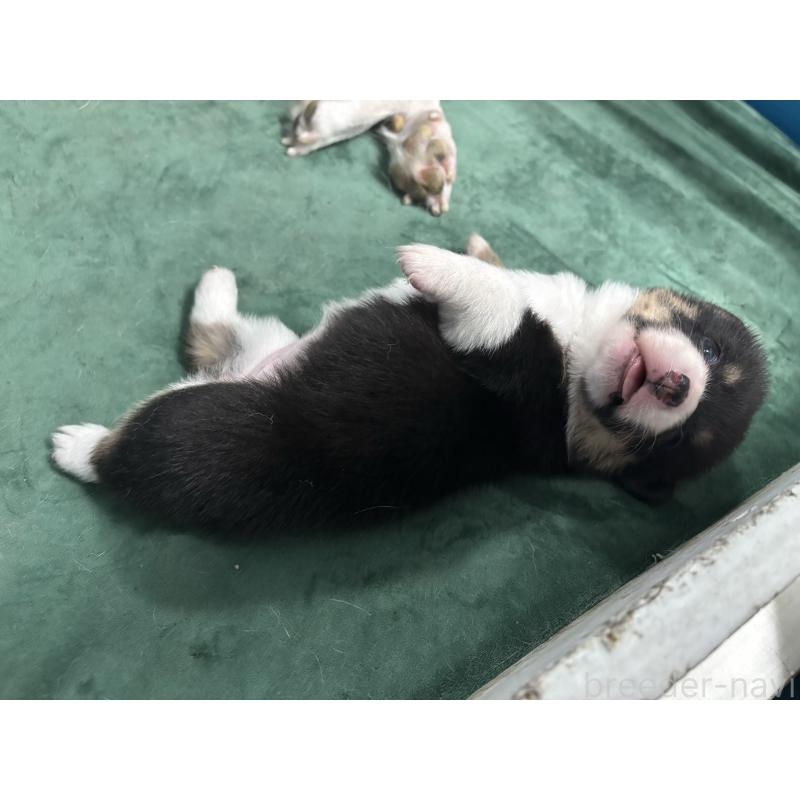 販売中の愛知県のウェルシュコーギーペンブローク-424257の4枚目