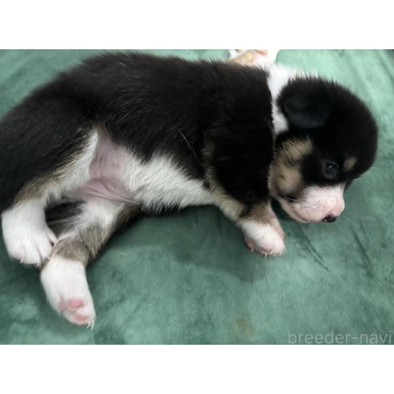 販売中の愛知県のウェルシュコーギーペンブローク-424257の3枚目