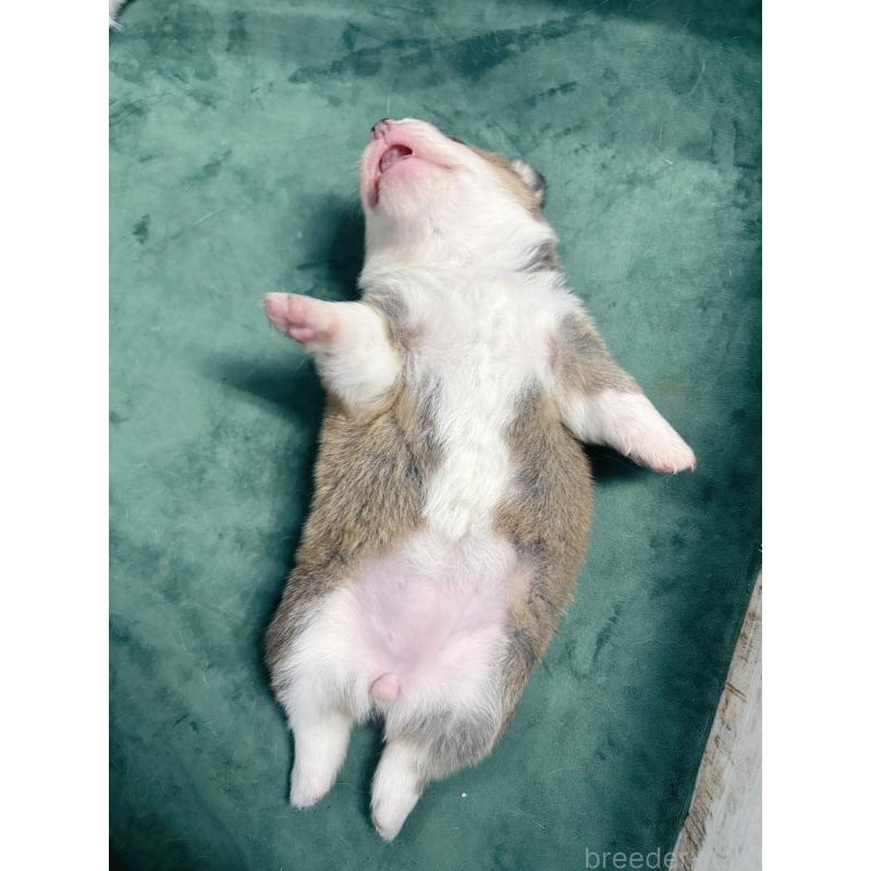 販売中の愛知県のウェルシュコーギーペンブローク-424259の6枚目