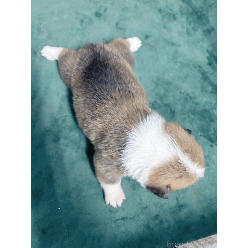 販売中の愛知県のウェルシュコーギーペンブローク-424259の5枚目