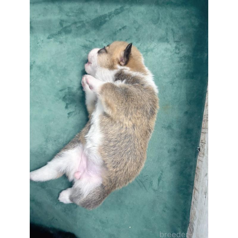 販売中の愛知県のウェルシュコーギーペンブローク-424259の4枚目