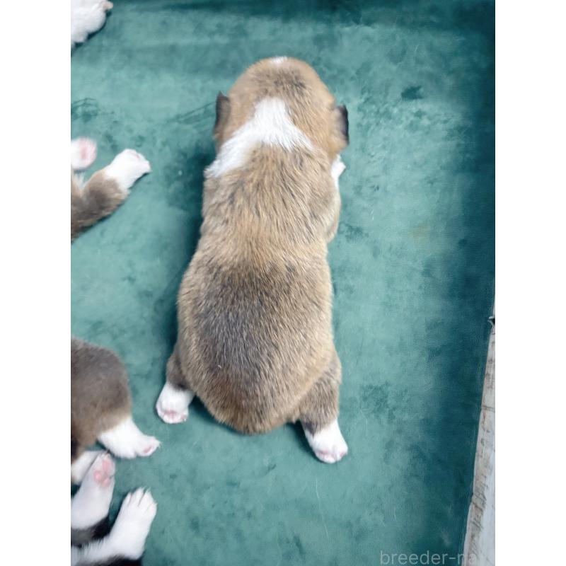 販売中の愛知県のウェルシュコーギーペンブローク-424260の9枚目