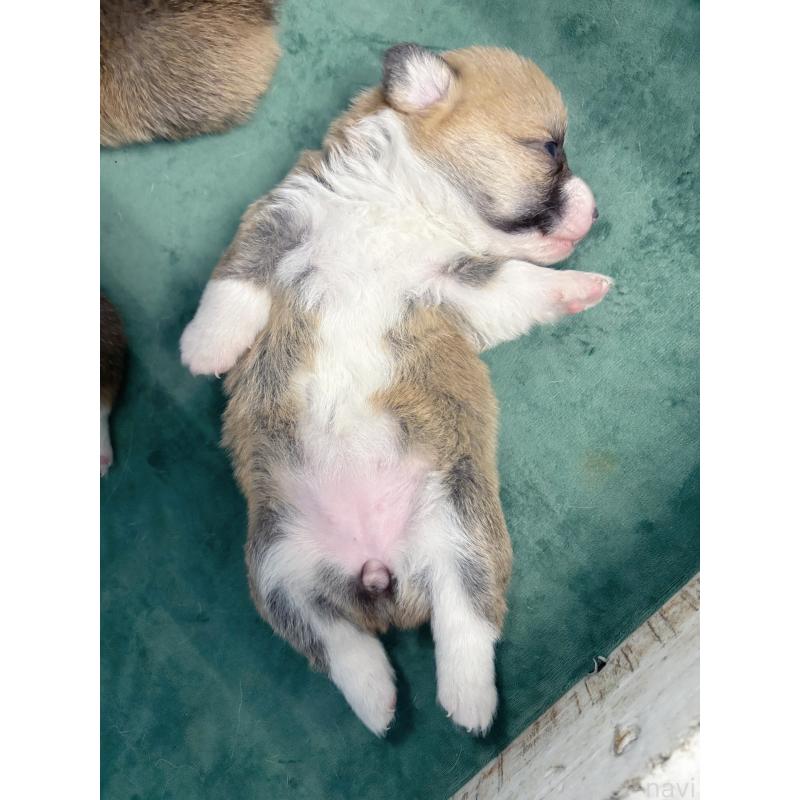 販売中の愛知県のウェルシュコーギーペンブローク-424260の8枚目