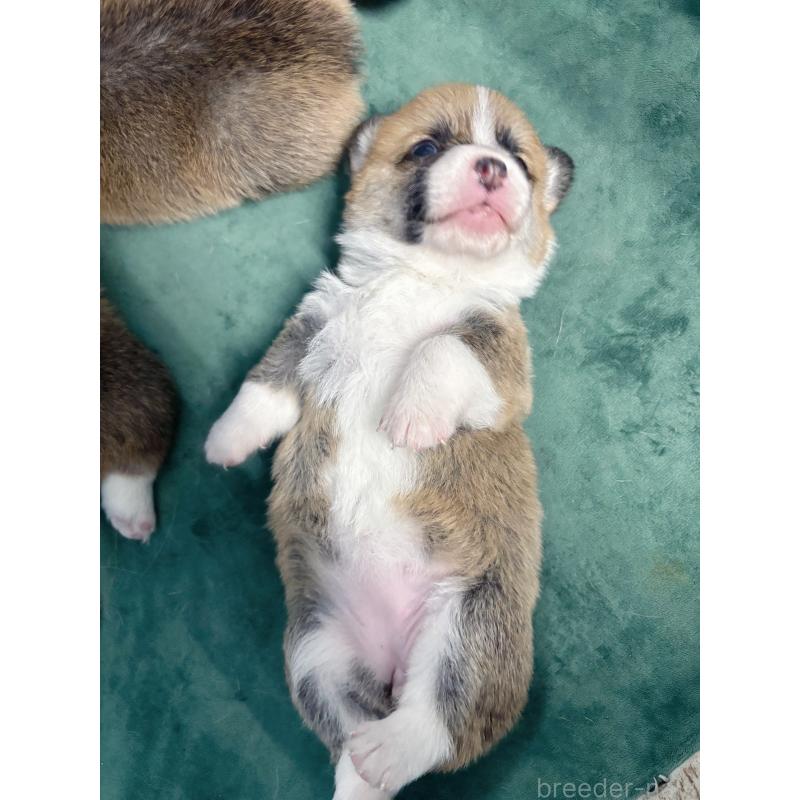 販売中の愛知県のウェルシュコーギーペンブローク-424260の7枚目