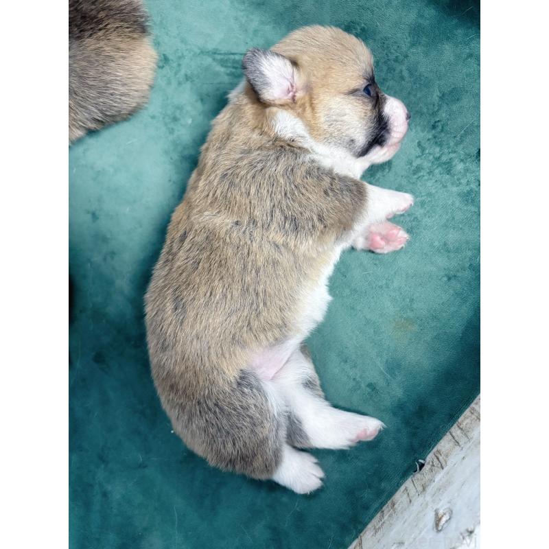 販売中の愛知県のウェルシュコーギーペンブローク-424260の6枚目