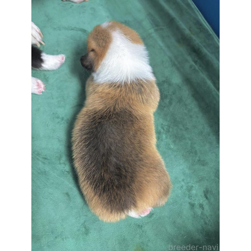 販売中の愛知県のウェルシュコーギーペンブローク-424261の7枚目