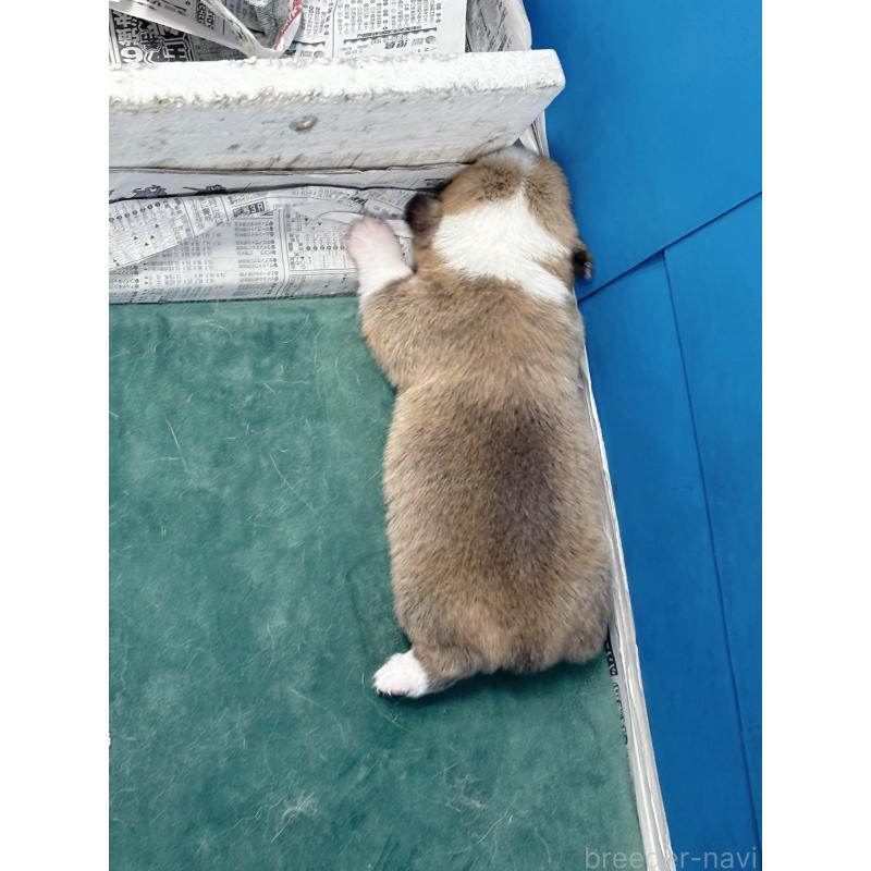 販売中の愛知県のウェルシュコーギーペンブローク-424261の5枚目