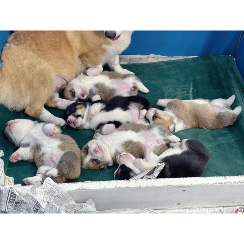 販売中の愛知県のウェルシュコーギーペンブローク-424261の4枚目