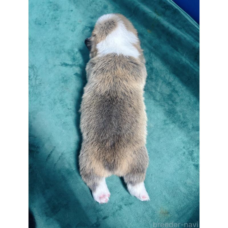 販売中の愛知県のウェルシュコーギーペンブローク-424262の6枚目