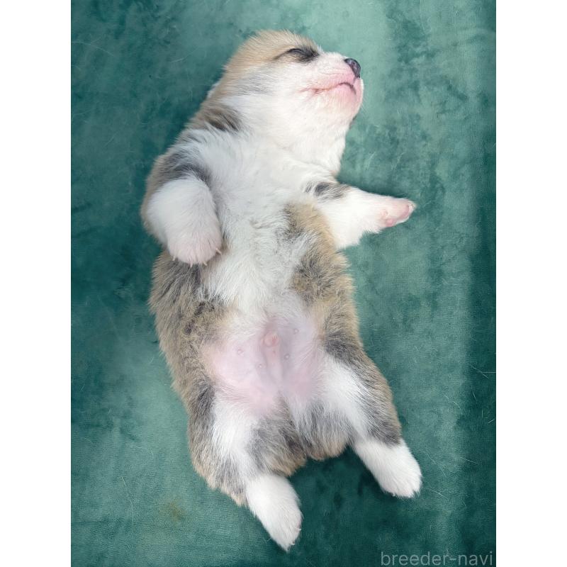 販売中の愛知県のウェルシュコーギーペンブローク-424262の5枚目