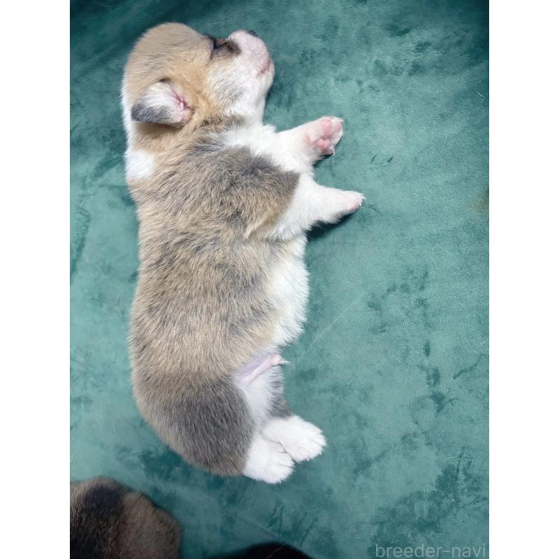 販売中の愛知県のウェルシュコーギーペンブローク-424262の4枚目