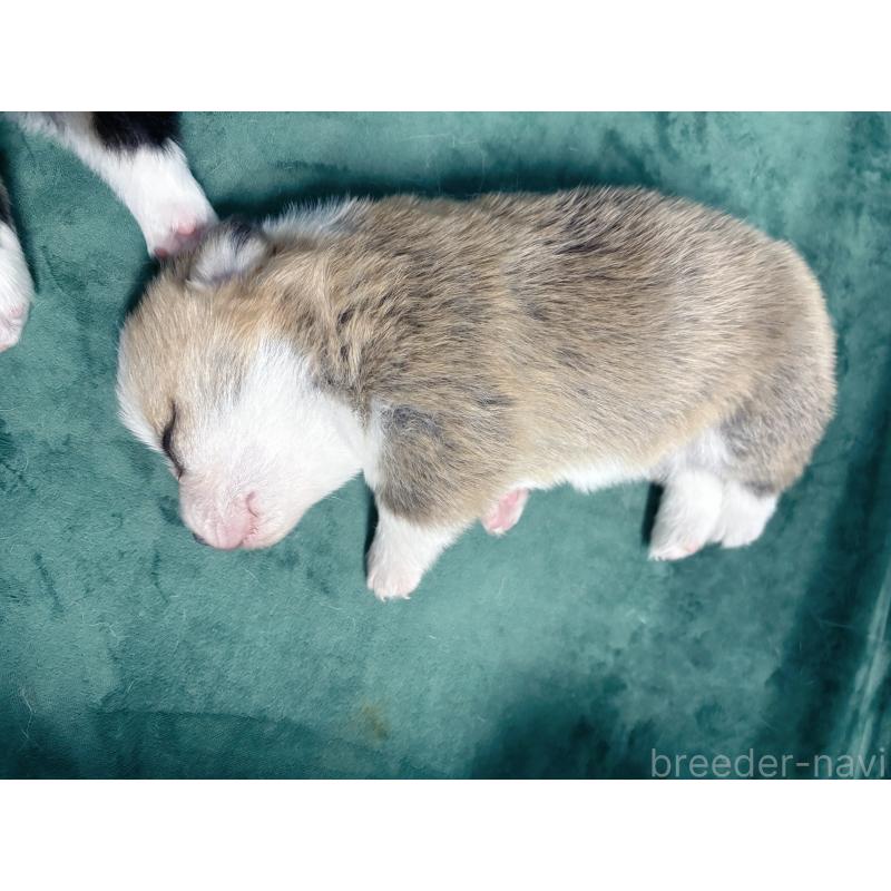 販売中の愛知県のウェルシュコーギーペンブローク-424262の3枚目