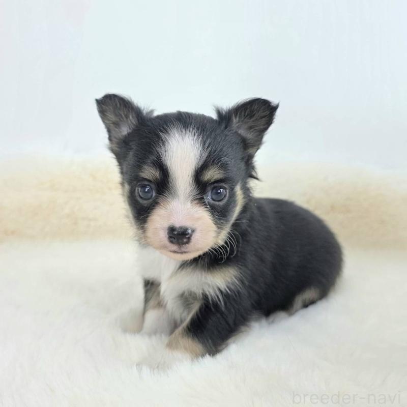 販売中の茨城県のチワワ(ロングコート)-424264