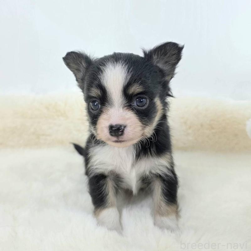 販売中の茨城県のチワワ(ロングコート)-424264の4枚目