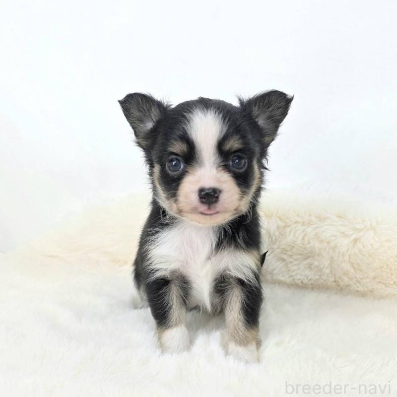 販売中の茨城県のチワワ(ロングコート)-424264の3枚目