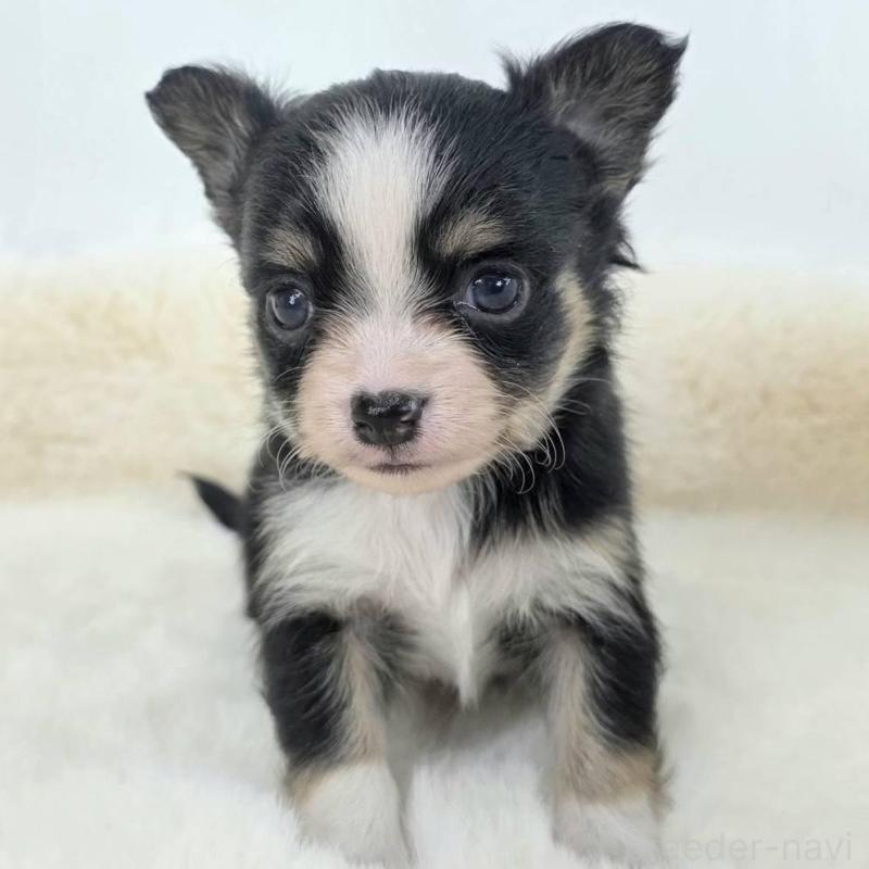 販売中の茨城県のチワワ(ロングコート)-424264の2枚目