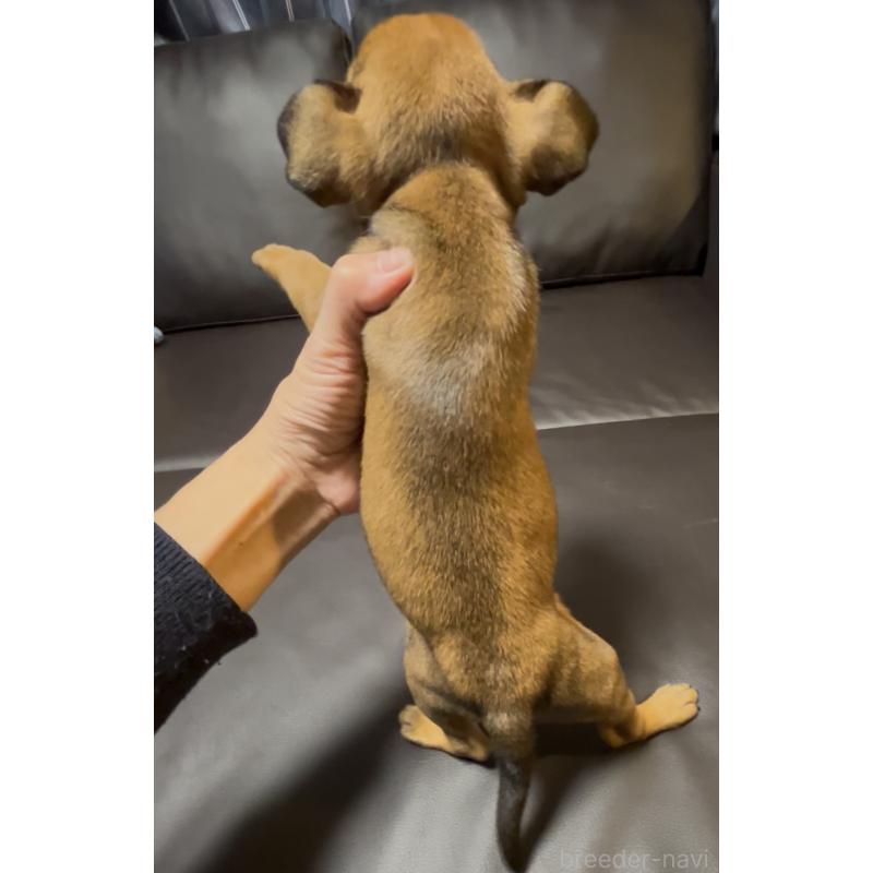 販売中の奈良県のミックス犬-424267の13枚目