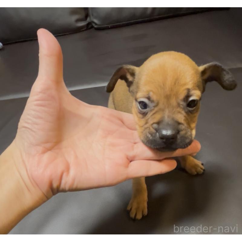 販売中の奈良県のミックス犬-424267の12枚目