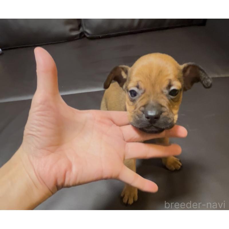 販売中の奈良県のミックス犬-424267の11枚目